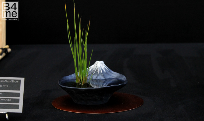 accent plant Mt fuji